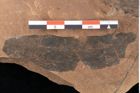 Foto (Detailansicht) von Peridermium daphnes Ettingshausen (NHMW-GEO-2024-0188-0011)
